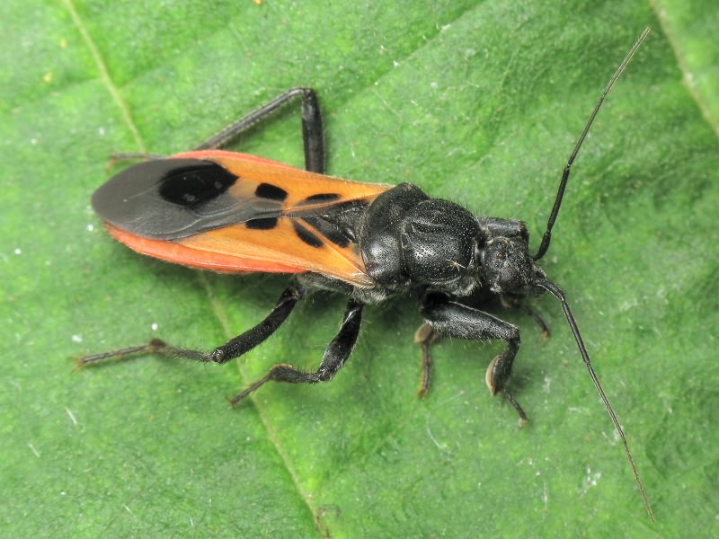 Peirates hybridus (Scopoli, 1763)